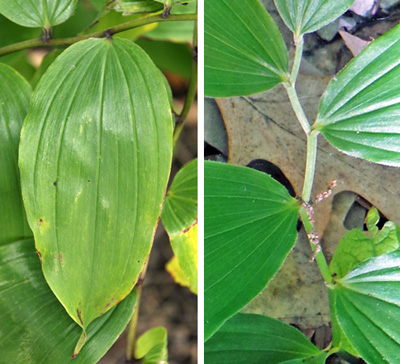 The smooth entire leaves (L) are produced alternately on the slightly zigzagging stems (R).