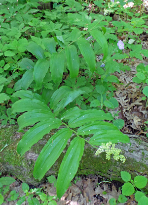 False Solomons seal is a native woodland plant with arching stems.