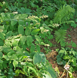 False Solomons seal combines well with other shade-loving perennials.