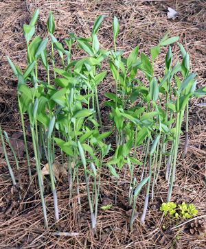 The emerging new foliage in spring looks just like true Solomons seal.