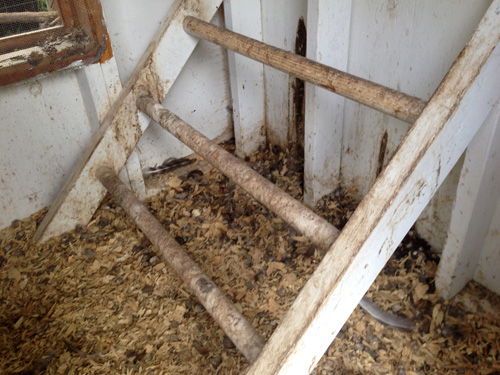 Many animal manures are mixed with bedding such as wood shavings in this chicken coop.