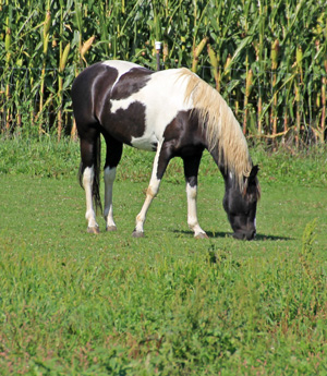 Fresh horse manure often contains lots of weed seeds.