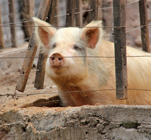 The amount of nitrogen in and manure depends on many factors, including the type of animal it came from.