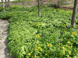 Mayapple is often grown as an ornamental in woodland or native plant gardens.