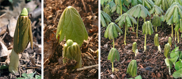 Mayapple emerging in early spring.