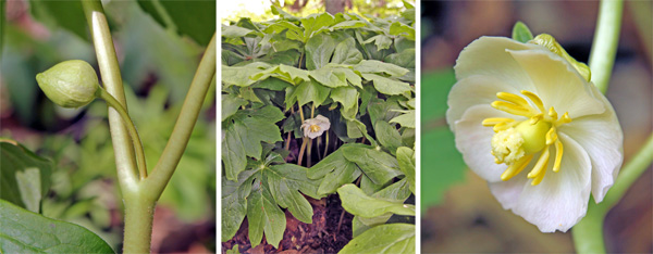 Flower bud in the axil of the two leaves (L). Flowers (R) are often hidden by the leaves (C).