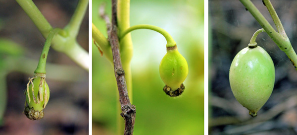 Flowers are followed by fruits (L and C) that develop into a fleshy apple containing several seeds.