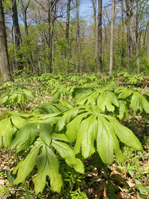 Mayapple is a common native plant in deciduous forests.