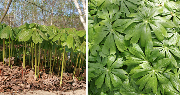 Each stem is topped with an umbrella-like (L) palmate leaf with 5-9 lobes (R).