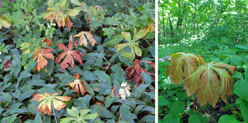 Mayapple senesces to go dormant by mid-summer.