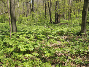 Mayapple needs partial or full shade to thrive.