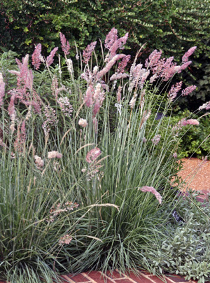 Ruby grass flowering.