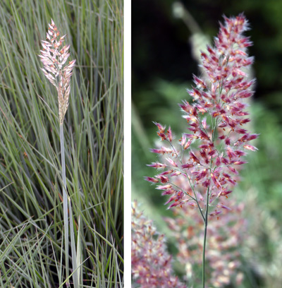 Developing inflorescence (L) and flower panicle (R).