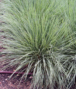Ruby grass forms a dense, mounded clump of foliage.