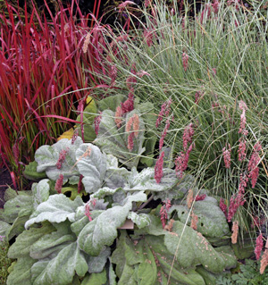 Ruby grass (upper right) with Japanese blood grass (L) and silver sage.