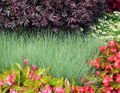 Ruby grass a good addition to beds and borders.