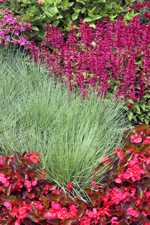 The blue-green foliage of ruby grass stands out against colorful flowers.