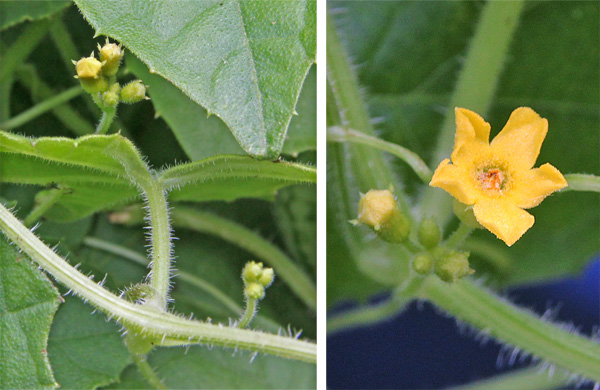  Las pequeñas flores amarillas se producen en las axilas de las hojas.