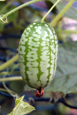 Mouse Melon or Mexican Sour Cucumber, Melothria scabra – Wisconsin  Horticulture