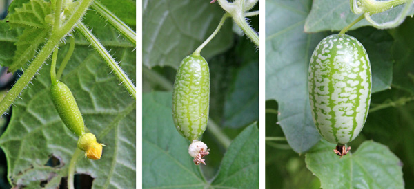 The small fruits following the flowers , gradually enlarging in size.