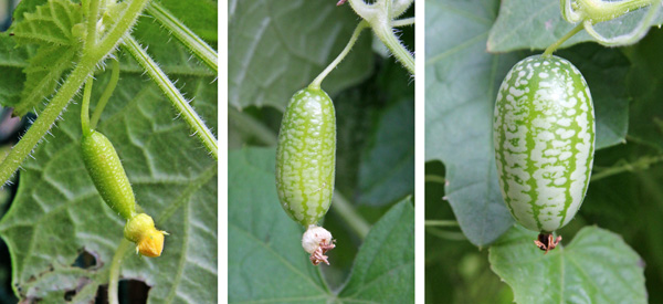 os pequenos frutos que seguem as flores, aumentando gradualmente em tamanho.