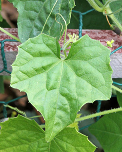 The leaves of Melothria scabra look like regular cucumber leaves.