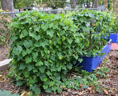 Melothria scabra grows vigorously in full sun when temperatures are warm.