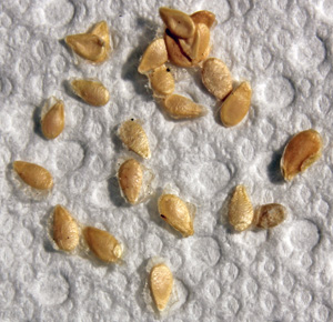 The small (1/8 inch long) seeds look like tiny cucumber seeds.