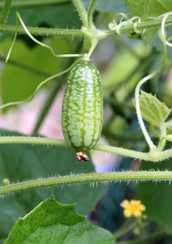 The young fruits are best for eating raw.