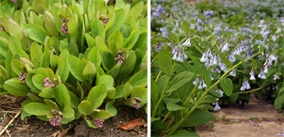 Virginia bluebells bloom in mid-spring, quickly going from the bud stage (L) to full bloom (R).