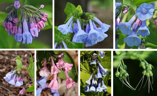 Buds and flowers of Mertensia virginica.