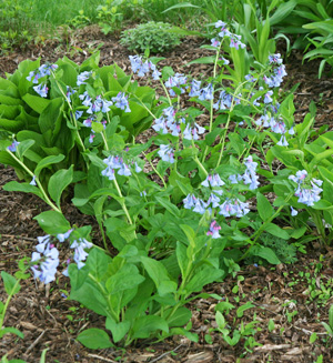 Image of Virginia bluebells plant