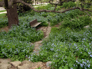 Virginia bluebells naturalize easily in shady gardens.