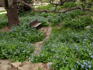 Mertensia virginica - Virginia bluebells – www.