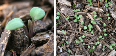 Seedlings have two bright green cotyledons and the first true leaf grows opposite those.