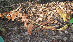 Plants go dormant in early summer.