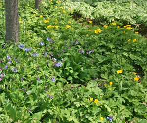 Virginia bluebells, celandine poppy and May apple in a woodland garden.