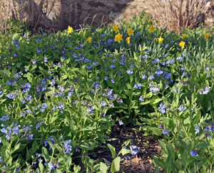 Virginia bluebells and daffodils blooming in spring.