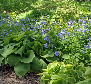 Virginia bluebells combine well with hostas.