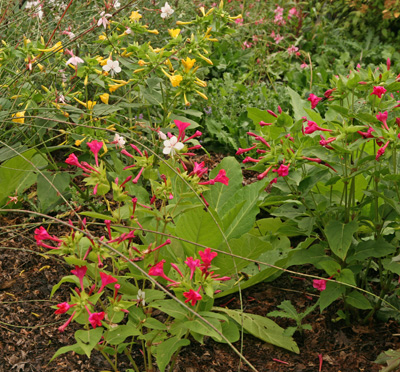 Four O Clocks Mirabilis Jalapa Wisconsin Horticulture