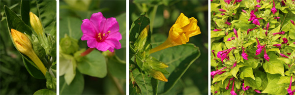 The flower buds (L), open flower (LC), fading flower in the morning (RC), and plant with many spent flowers (R).