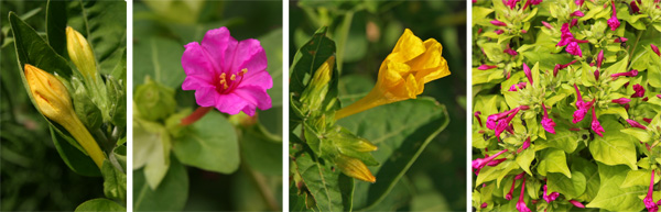 Four O Clocks Mirabilis Jalapa Wisconsin Horticulture