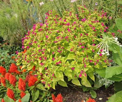 Four O Clocks Mirabilis Jalapa Wisconsin Horticulture