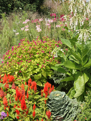 Four oclocks are a good addtion to an annual garden.