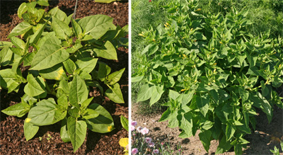 Four O Clocks Mirabilis Jalapa Wisconsin Horticulture