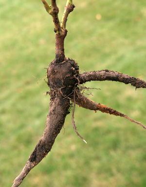 The swollen root of MIrabils jalapa.