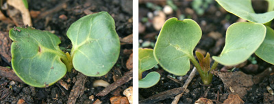 Seedlings of Mirabilis jalapa (L) and with first true leaves (R).