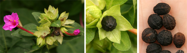 The wrinkled, dark-colored fruits on the plant (L and C) and harvested (R).