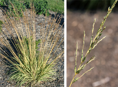 Airy flower spikes are produced in summer.