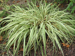 Variegata forms dense clumps with variably striped foliage.